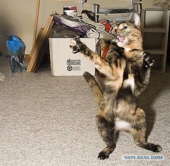 Добряки, плюсующие всех подряд