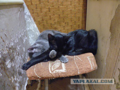 Котовторник 7.10.2014