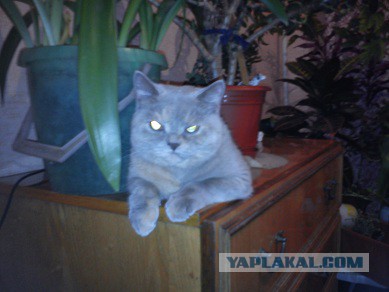 Котовторник 11.11.2014