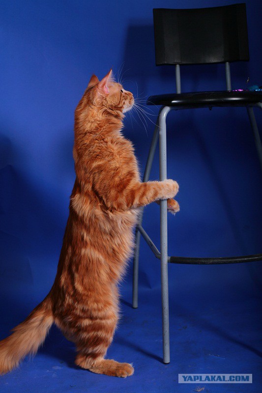 Котовторник