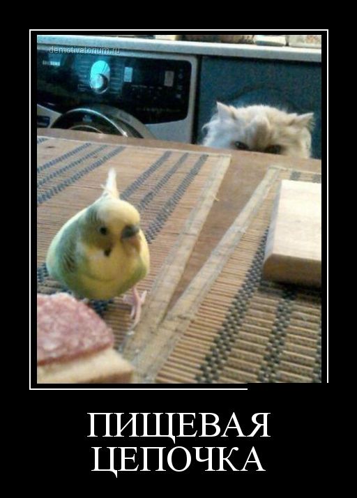 Немного веселых картинок