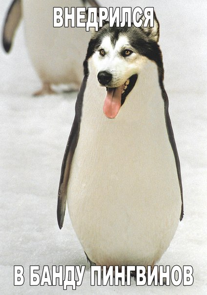 Картинки из ваших интернетов, 18+