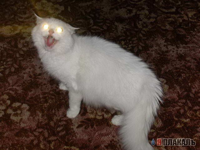 Коты, кошки, котята
