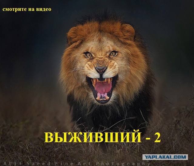 Фотографии льва за мгновение до атаки на фотографа.