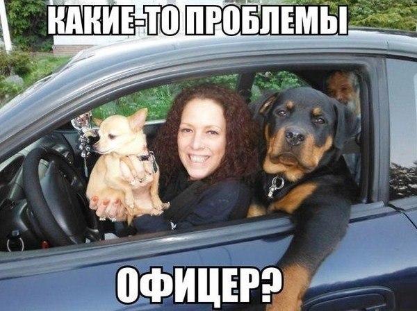Мохнатые беспредельщики
