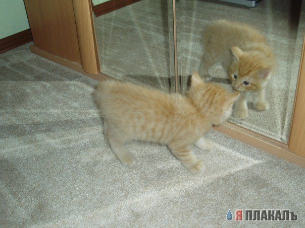 Вторничный котомёт!