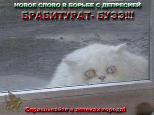 Барсик и Кеша (жесть)