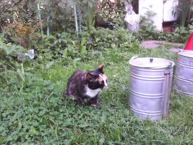 Котовторник 30.08.2016
