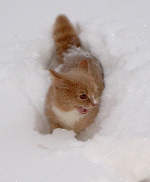 Самые смешные животные