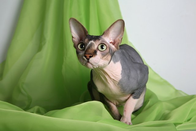 Коты из сети