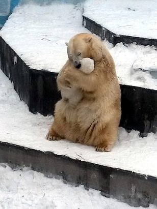 Самые смешные животные
