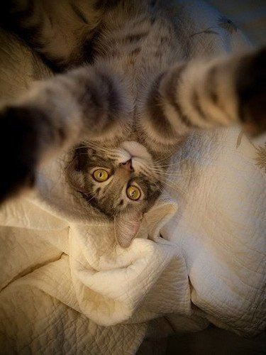 Коты из сети