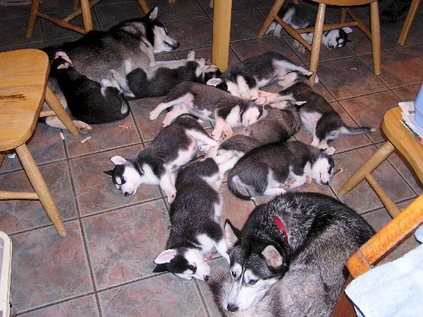 Самые смешные животные