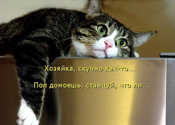 Коты и Кошки