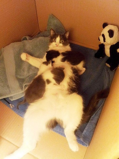 Коты и Кошки