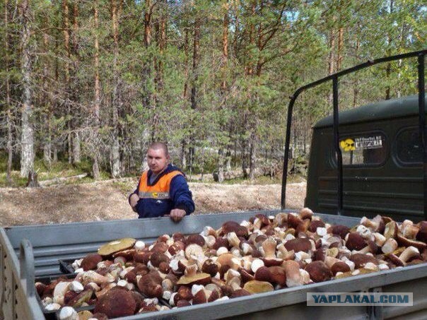 неВеселые картинки