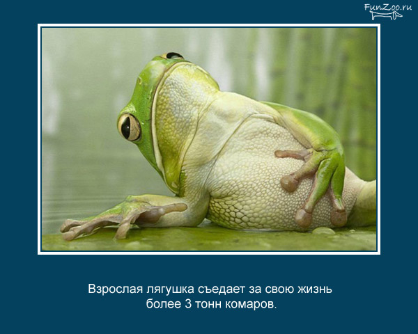 23 интересных факта о животных, которые вас удивят