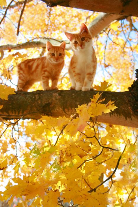 Осеннему котовторнику быть!
