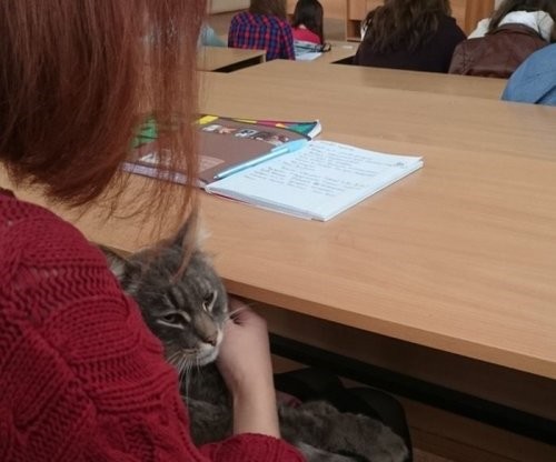 Коты и Кошки