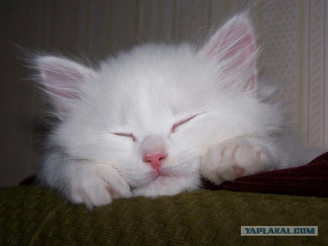 Коты. Отнюдь не ми-ми-ми.