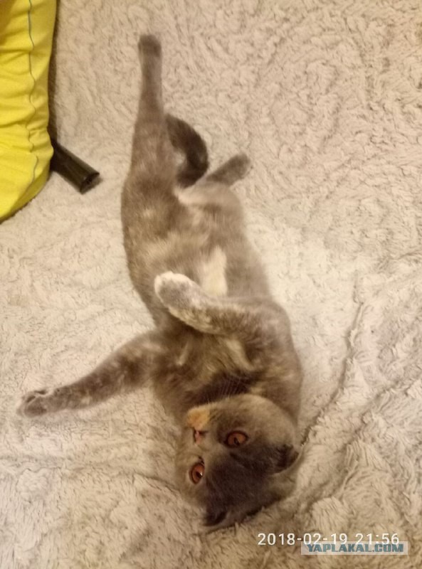 Котовторник 20.02.18