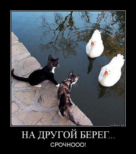Немного веселых картинок к среде