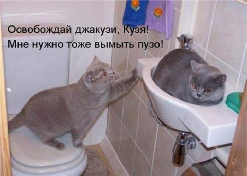 Коты в очередной раз доказали, что они на самом деле жидкость