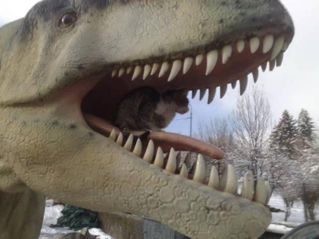 Прикольных котов пост