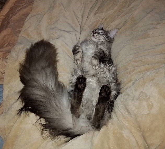 Прикольных котов пост