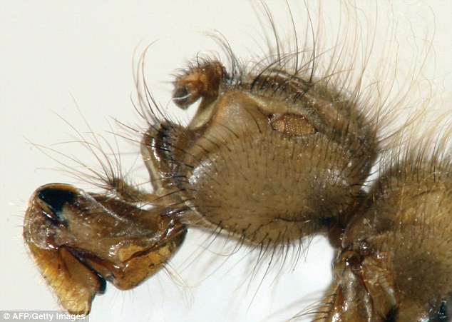 В Африке нашлась "ужасная волосатая муха"