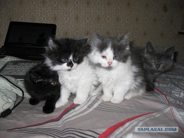 Котовторник 1.11.11