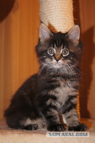 Котовторник 06.12.2011
