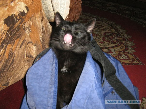 Котовторник (28.02.2012)