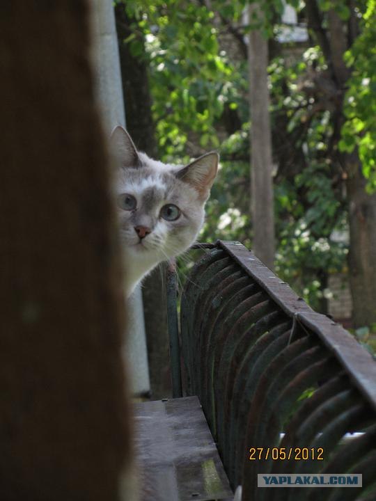 Котовторник   5.06.2012