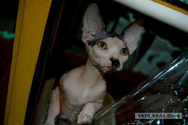 Новогодний Котовторник 01.01.2013