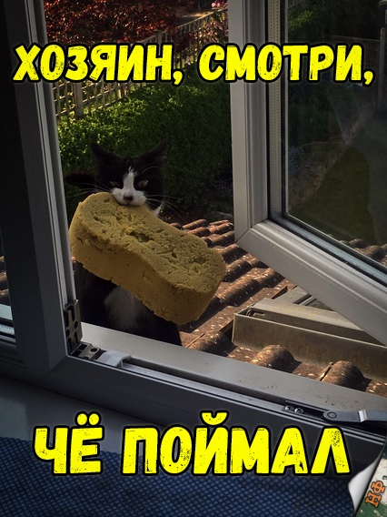 Забавные фото котеек