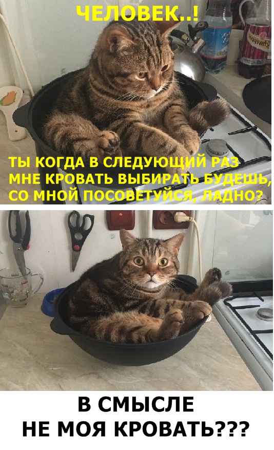 Картинки с котами и про котов
