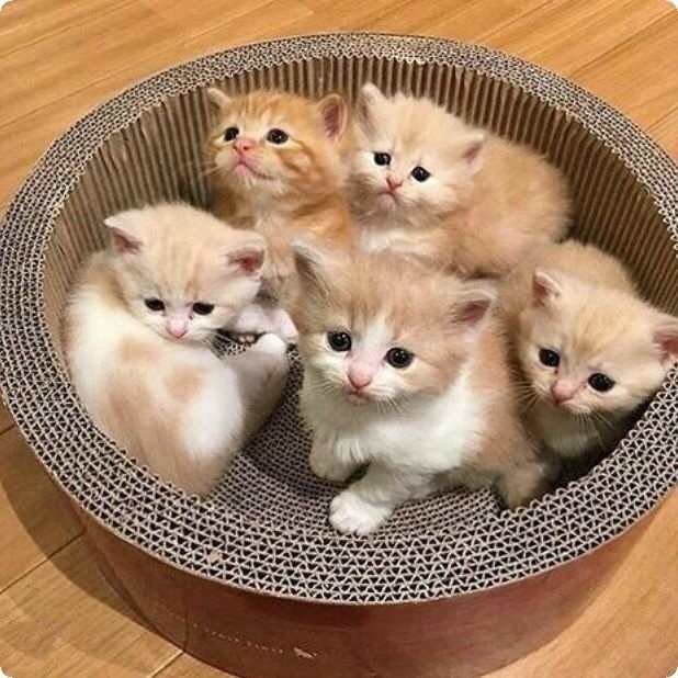 Забавные картинки с котами из сети