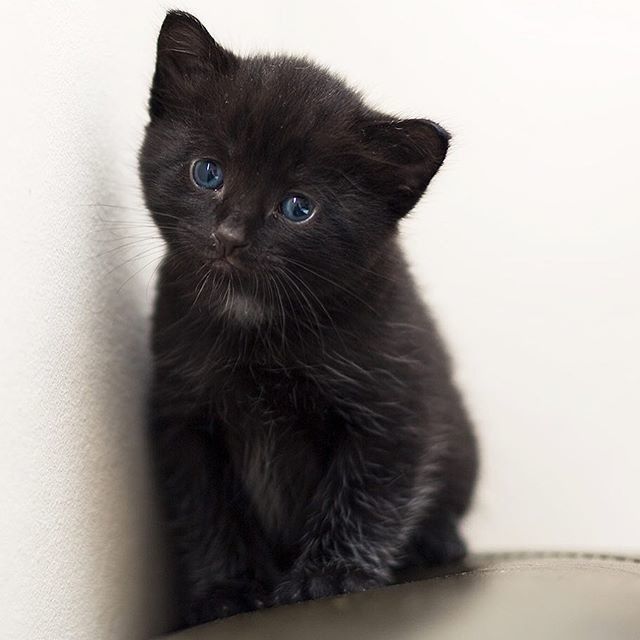 Котофеев пост