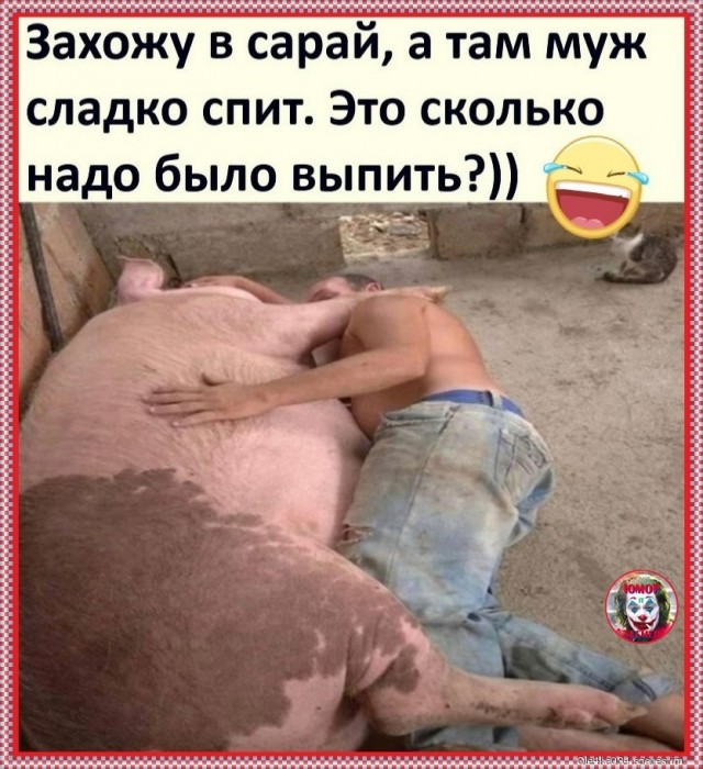 Как выглядит человек свинья Снова 25 кретинизмов из сети 03.06.2020 - ЯПлакалъ