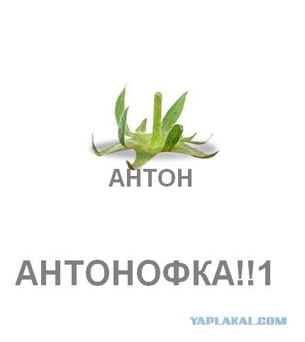Фотожаба: Лето, фрукты, генетика!