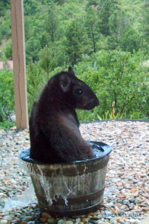 Фотожаба: Кто пил из бочки и все выпил?