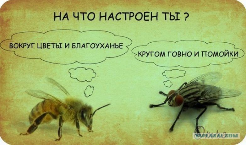 Пчелы не тратят время на мух картинка