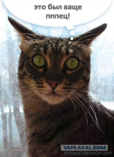 Кот против хорька