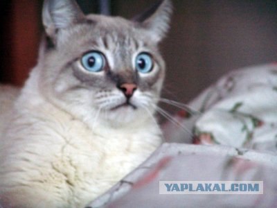 Игрушка - гонщик