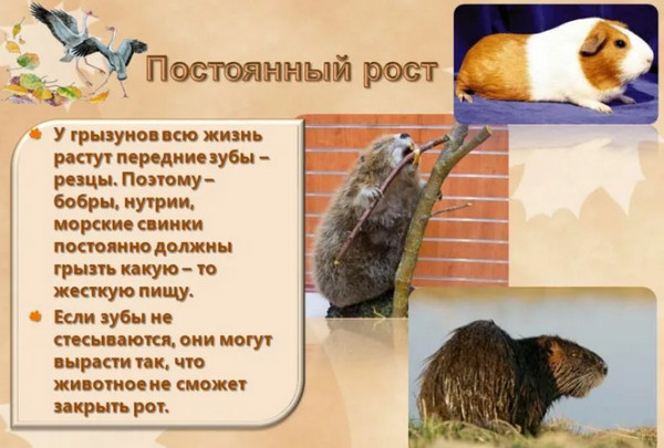 Каждый раз как вижу офигеваю