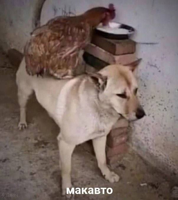 Мемы для самых умных