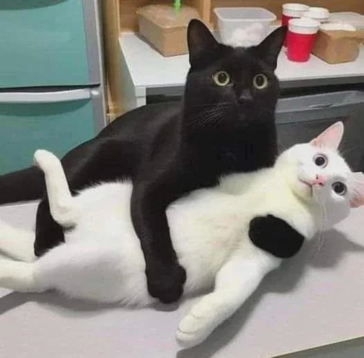 Кошкособаки без говноозвучки