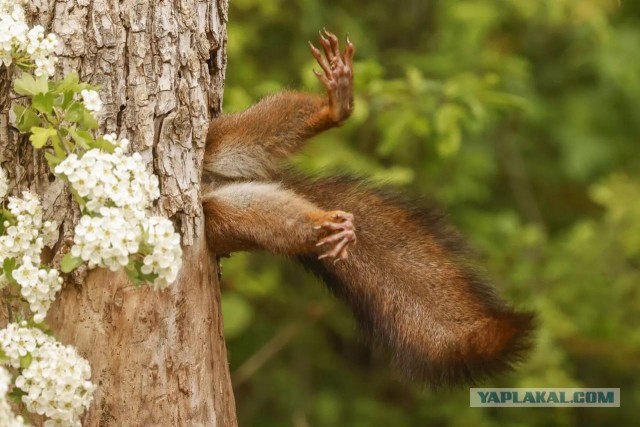 Объявлены финалисты конкурса самых забавных фотографий животных Comedy Wildlife Photography Awards 2024