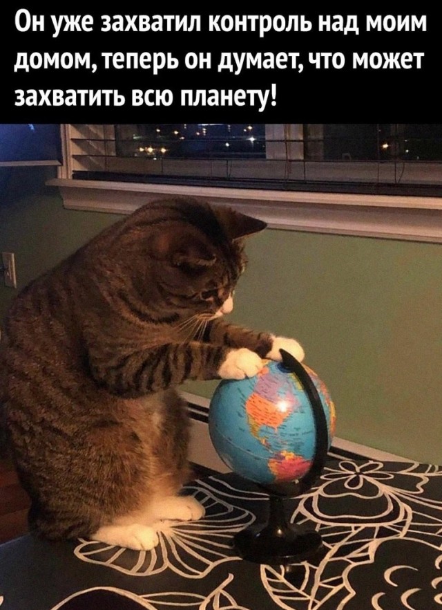 К котовторнику: подборка картинок-баянов с котиками и про котиков. Выпуск 12